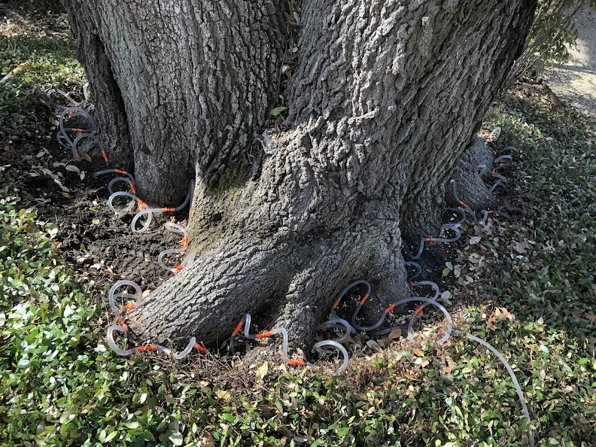 Detailed Tree Cabling and Bracing job site in Swan River